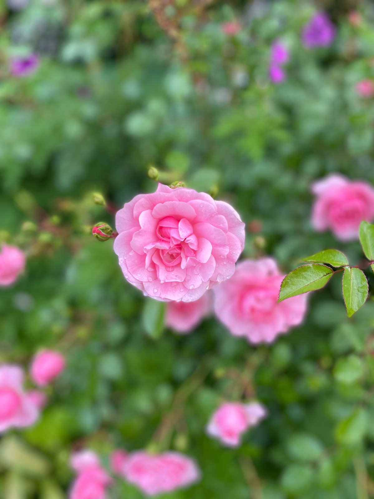 Day 10 – Gratitude&nbsp;Challenge